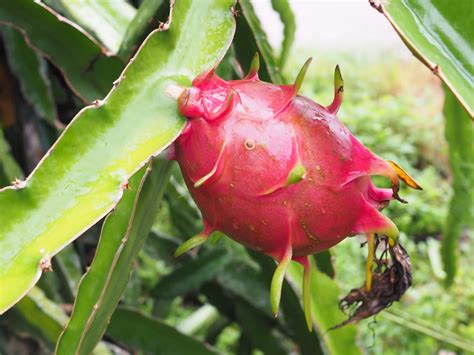 Harvest Dragon Fruit Garden Goes To The Market Sell Processing Dried