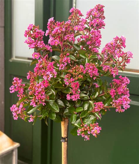 Lagerstr Mien Rosenhof Odendahl