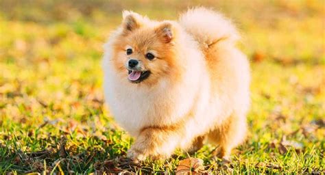 Small Dog Breeds - 15 Of The Most Popular Small Dogs