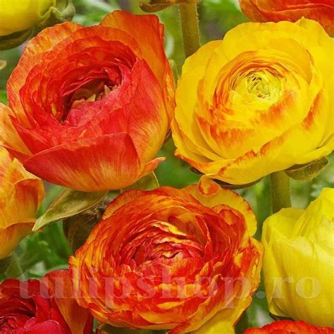 Bulbi Ranunculus Aviv Picotee Orange Piciorul Cocosului