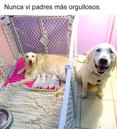 19 Divertidos Y Geniales Memes De Perros Que Te Harán Sonreír Por El