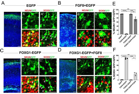 Foxg1 Suppresses Fgf Induced Gliogenesis A D In Utero Download Scientific Diagram