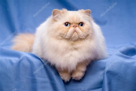 Cute Persian Cream Colorpoint Cat Is Lying On A Blue Background Stock