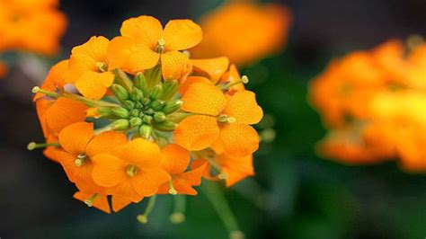 Wallflower: Grow & Care for Erysimum - RayaGarden