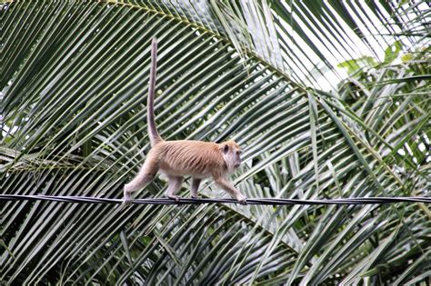 Monkey Climbing Tropical - Free photo on Pixabay