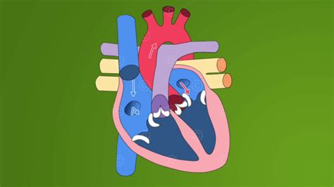 Heart Diagram Blood Flow Animation