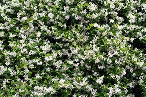 Jasmine Tree: The Ultimate Plant Care Guide