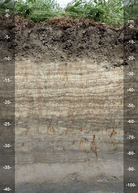 Calcic Fluvisol De A Representative Soil Profile Of A Fluv Flickr