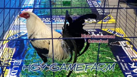 World Gamefowl Expo PBRB GAMEFARM HGY GAMEFARM YouTube