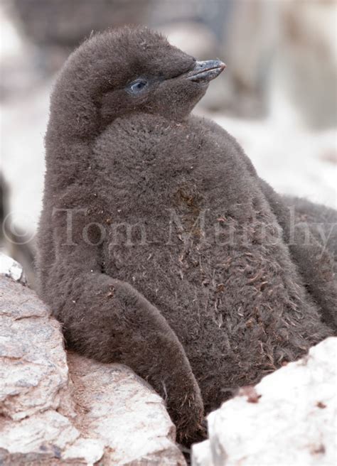 Adelie Penguin Chick Resting – Tom Murphy Photography