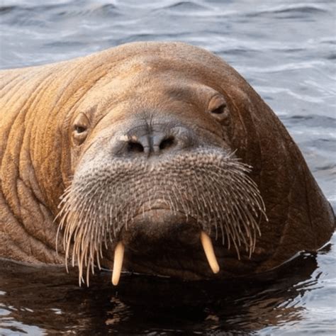 Did Freya The Walrus Have To Die The Takeaway Wnyc Studios