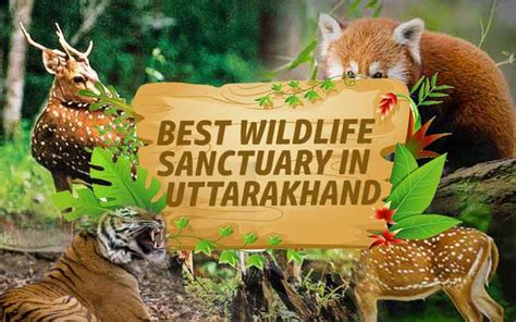 Wildlife in Uttarakhand - 11 Best Wildlife Sanctuary in Uttarakhand