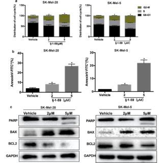 Lj 1 59 Arrest The Cell Cycle At G2 M Phase And Induce Apoptosis In