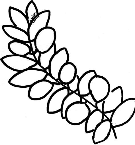 Olive Tree Branch Drawing - ClipArt Best