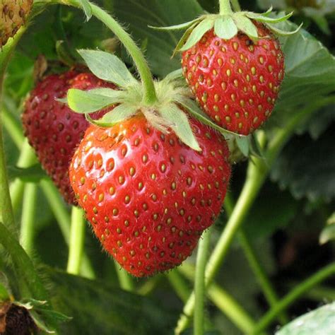 Fraisier Profruit Quatre Saisons Jardissimo