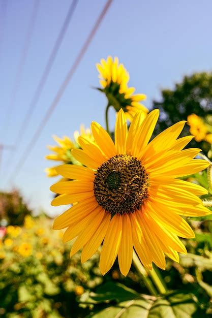 Premium Photo | Sunflower with hd view