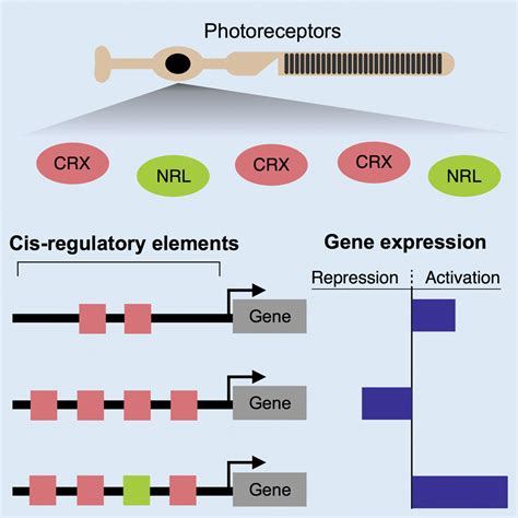 A Simple Grammar Defines Activating And Repressing Cis Regulatory