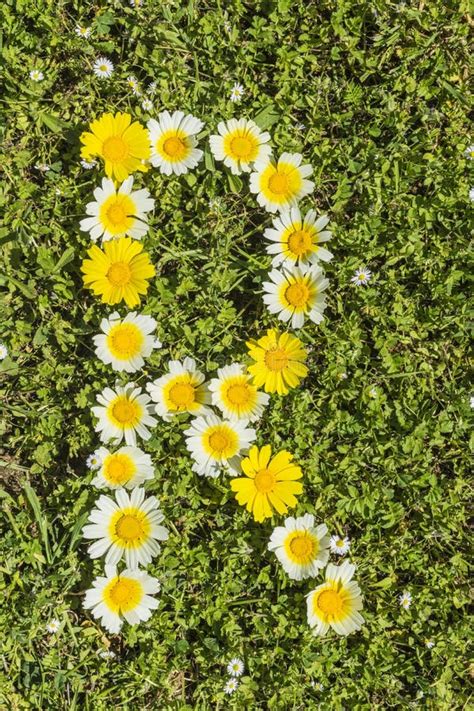 Alfabeto Da Flor Da Letra R Foto De Stock Imagem De Anunciar