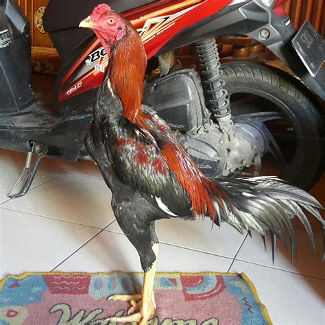 Jual Ayam Bangkok Jawara Si Castol Sold Out To Bengkulu