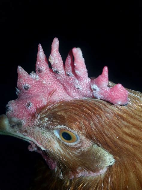 Black Spots On Comb BackYard Chickens Learn How To Raise Chickens