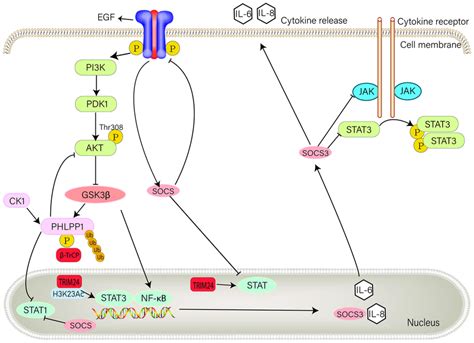 Role Of E3 Ubiquitin Ligases And Socs3 In Rtk Signaling Pathway In Download Scientific Diagram