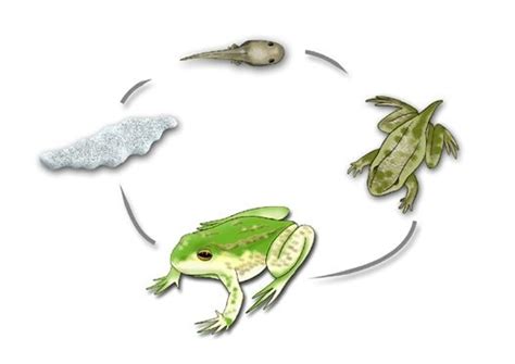 Life cycle of Amphibians Diagram | Quizlet