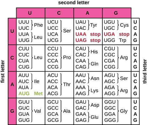 Protein Synthesis Translation Microbiology