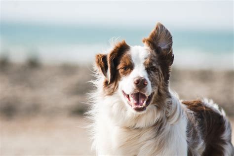 Problemas De Salud En Los Border Collies Y C Mo Prevenirlos