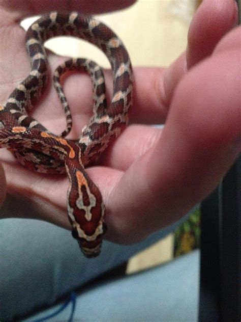 Corn Snake Baby