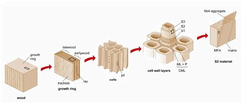 Wood Cell Wall Structure