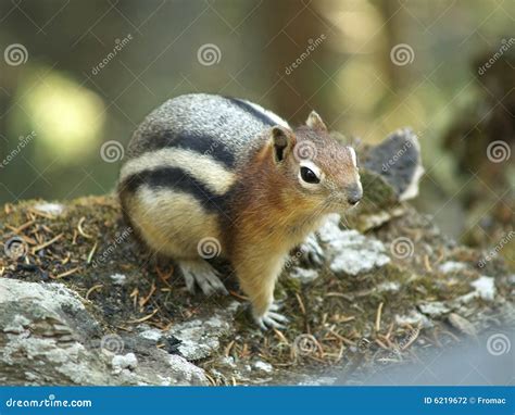 Fat Chipmunk Stock Photography - Image: 6219672