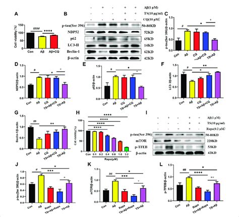 TS promoted autophagy in Aβ induced PC12 cells to clear p tau A The