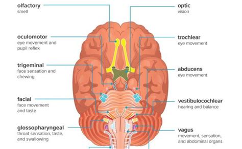 Learn The 12 Cranial Nerves With Mnemonics New Easy Anatomy Rainy