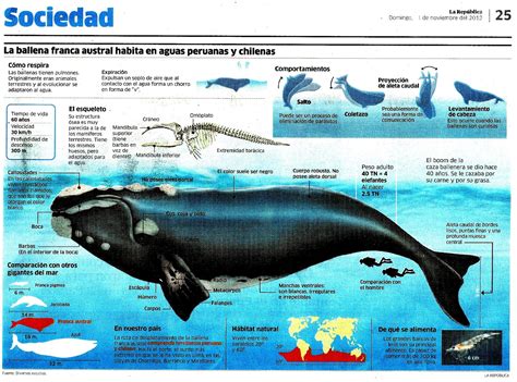 La Canasta De Los Apuntes La Ballena Franca Austral