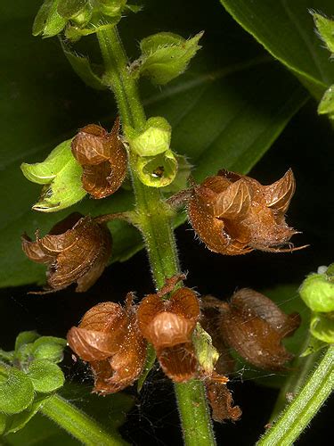 Ocimum Campechianum Live Plant Photos The Field Museum