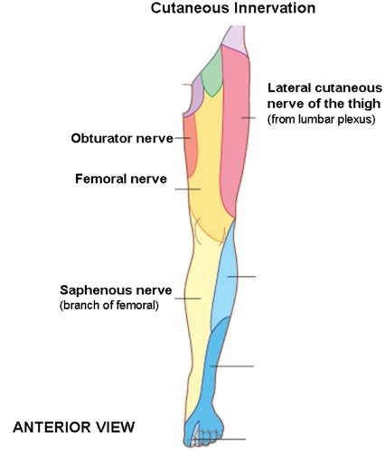 Anatomy Quiz Lower Body Nerves Flashcards Quizlet