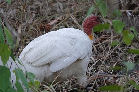 Australian Brushturkey From Townsville Qld Australia On September