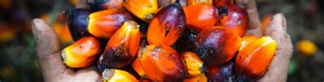 How Is Palm Oil Made Palm Done Right