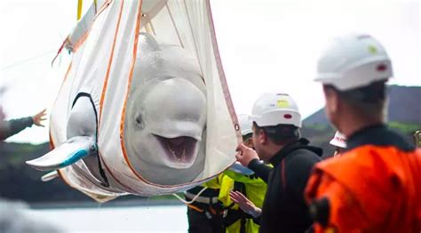 Beluga whale pair can't stop smiling of joy: they are rescued from ...