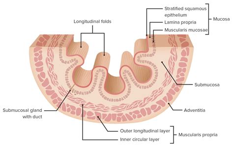 Esophagus Anatomy Concise Medical Knowledge