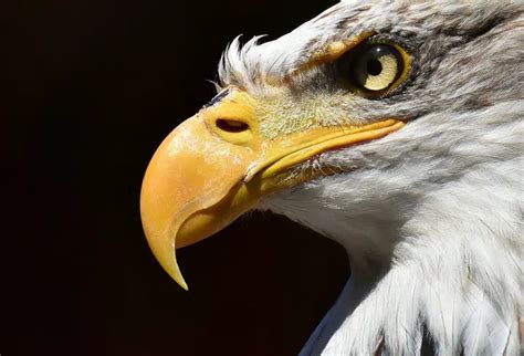 Eagle Symbolism: Insight Into The divine - Go Spiritually