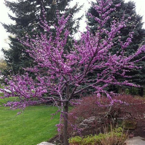 Cercis Canadensis From Nvk Nurseries