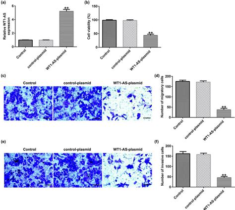 Effects Of WT1 AS Plasmid On HTR 8 SVneo Cell Viability Migration And