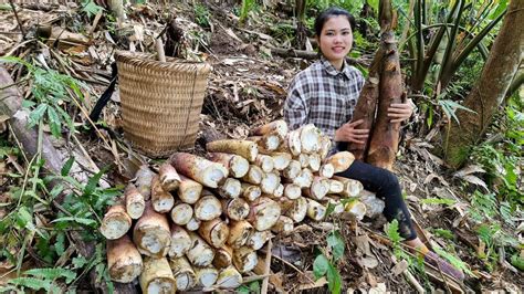 Harvest Bamboo Shoots Chili Bamboo Shoots Making Process Make Bamboo