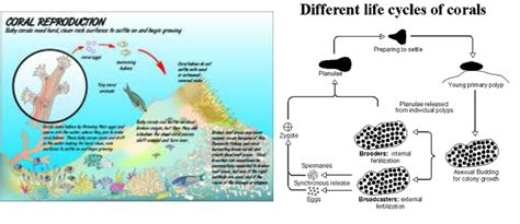 Coral - Reproduction in the Animal Kingdom