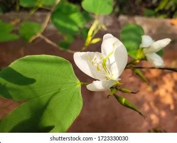 342 Kachnar Flower Stock Photos, Images & Photography | Shutterstock