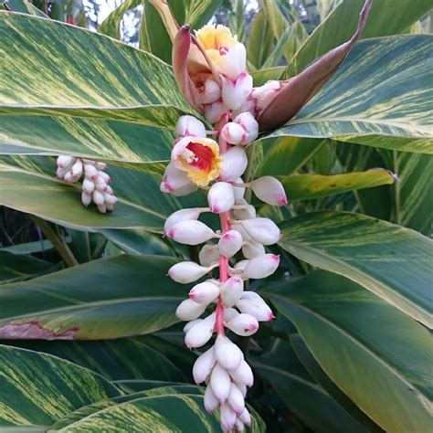 Alpinia Zerumbet Var.Shell - Aloha Tropicals