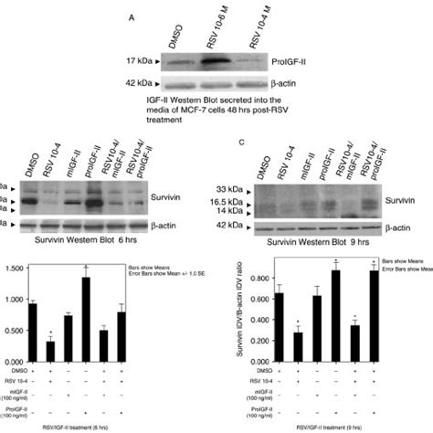 Western Blot Of Caspase 7 Cleavage And Caspase 7 Activation Assay In