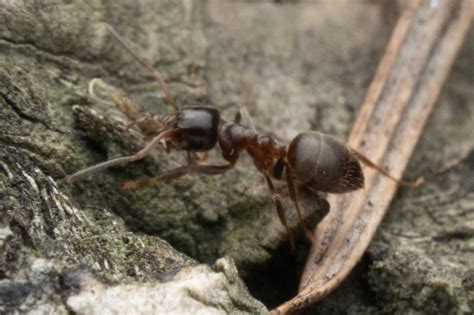 Black Garden Ant In February By Alan Yoshioka There Were Probably