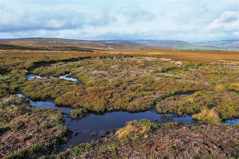 What is missing? | Scottish Peatland